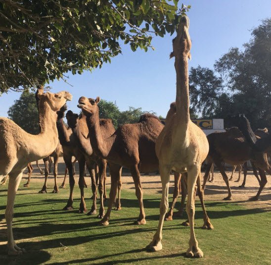 ICAR-National Research Centre on Camel, Bikaner, Rajasthan - Vushii.com ICAR-National Research Centre on Camel, Bikaner, Rajasthan - Vushii.com